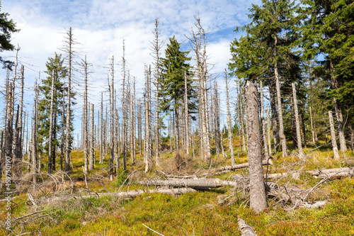 Dead trees due to air pollution in the Silesian Beskids in Poland 