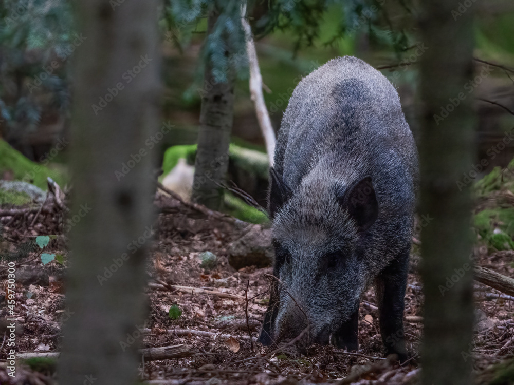 Wildschein (Sus scrofa), selten in der freien Natur zu sehen Wildschein (Sus scrofa), selten in der freien Natur zu sehen