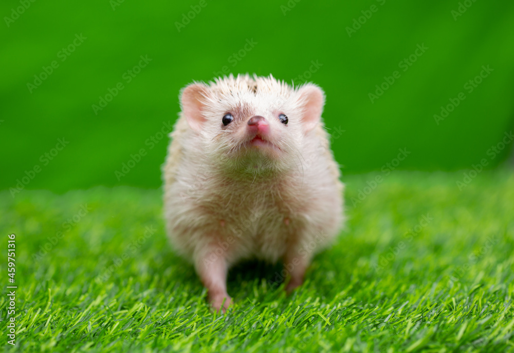 The hedgehog runs on the grass. A happy animal on a green background looks at the screen. Wild animal on the green lawn free.