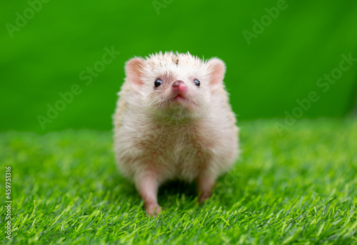 The hedgehog runs on the grass. A happy animal on a green background looks at the screen. Wild animal on the green lawn free. © Vera