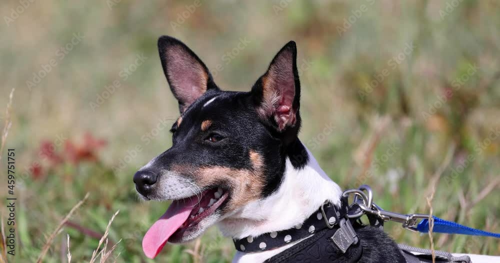 A close up to a Toy Fox Terrier dog on a leash, collar or harness A close up to a Toy Fox Terrier dog on a leash, collar or harness