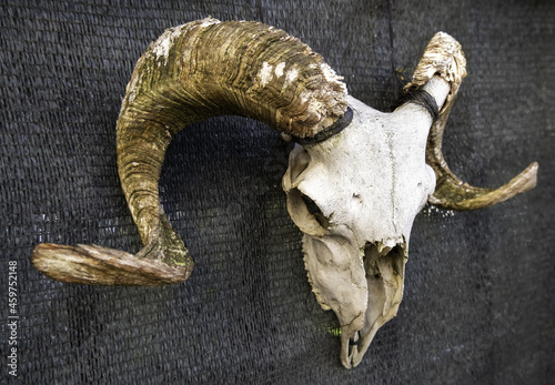 Goat skull with horns