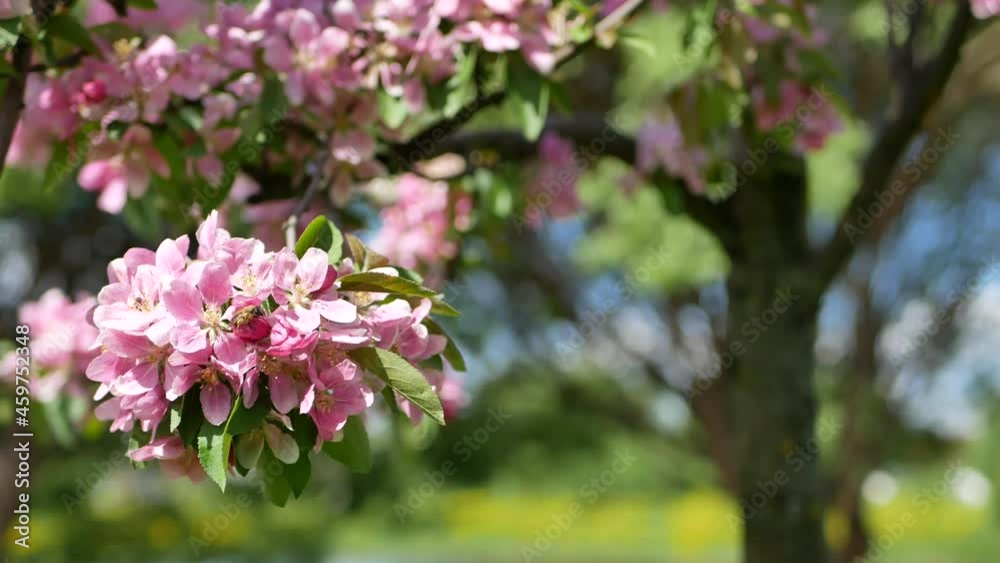 Blooming apple tree in early spring. Apple orchard with white and pink flowers on the trees.