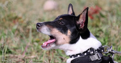 A barking Toy Fox Terrier dog, American Toy Terrier or Amertoy. Tri-Color variant, lay down on grass. photo