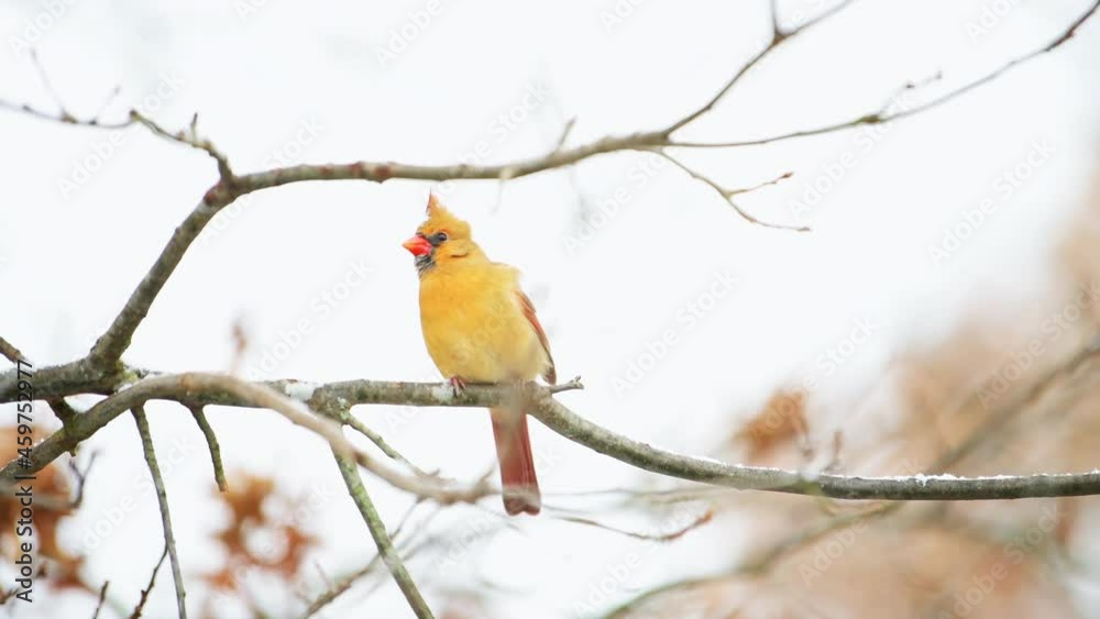 One funny female red northern cardinal, Cardinalis, bird perched on tree branch during heavy winter in Virginia, snow flakes and snowflakes on crest head