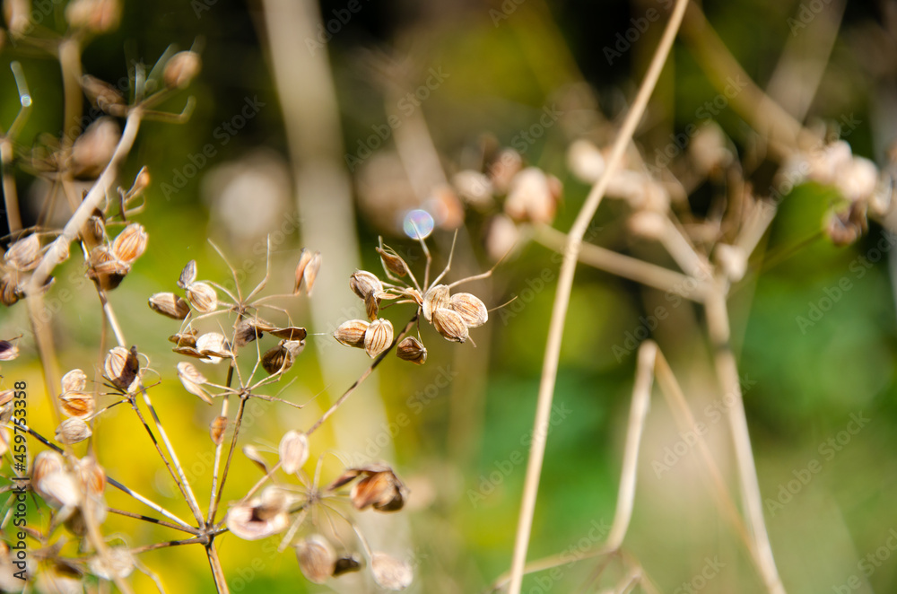 Selective focus inflorescences of dry grass on green background with copy space. Withered dry plant with fallen seeds on umbrella floscule. Natural background of wild dried flowers. Selective focus inflorescences of dry grass on green background with copy space. Withered dry plant with fallen seeds on umbrella floscule. Natural background of wild dried flowers.