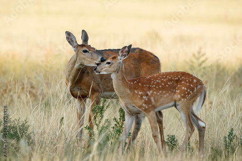 White-tailed Deer