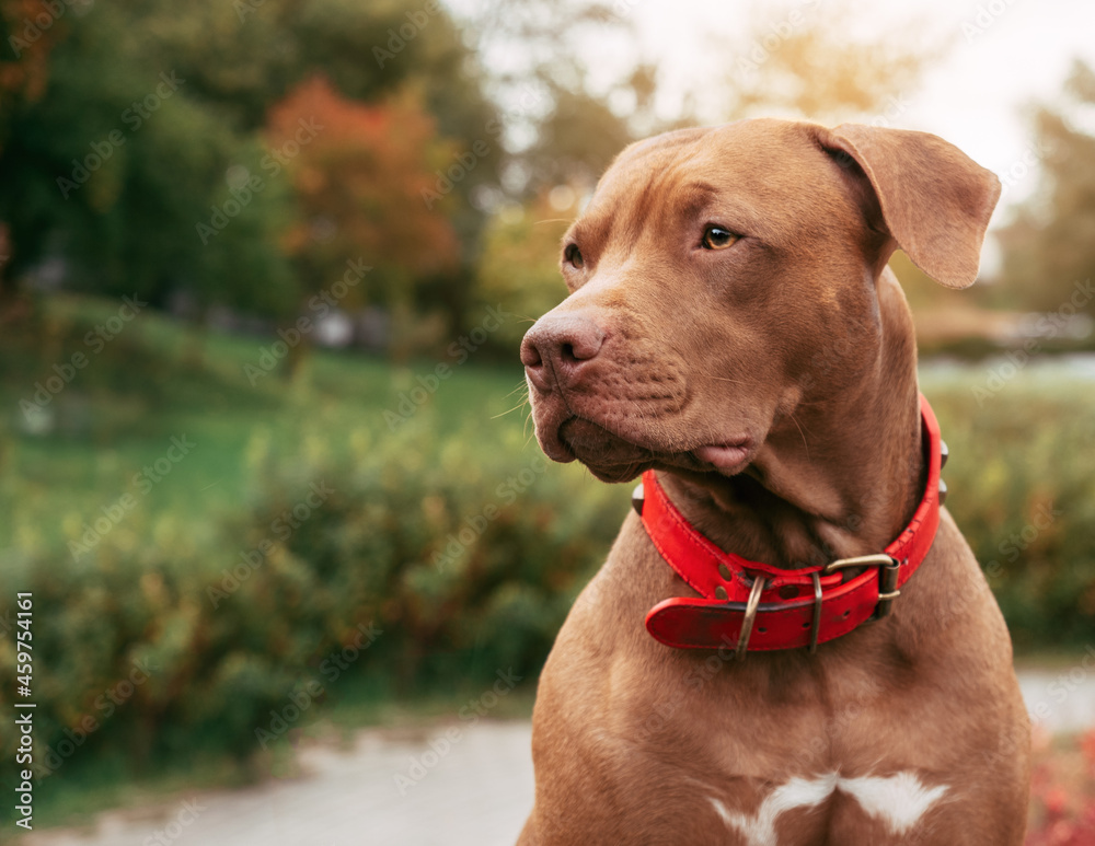 Lovable, pretty puppy of brown color. Close-up, outdoor. Day light. Concept of care, education, obedience training, raising pets