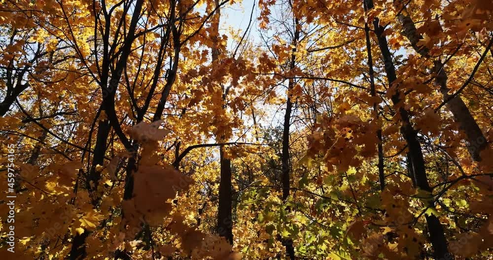 Branches of an autumn forest with golden leaves sway in the wind, shot from top to bottom