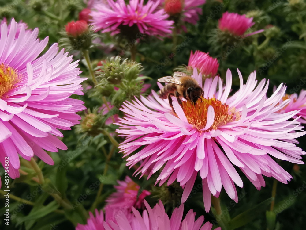 Eine Biene saugt Nektar auf einen Herbstaster. Das helle Pink der Blüten lockt die fleissigen Bienen Eine Biene saugt Nektar auf einen Herbstaster. Das helle Pink der Blüten lockt die fleissigen Bienen