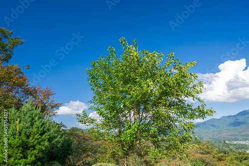 山の大きな桑の木 photo