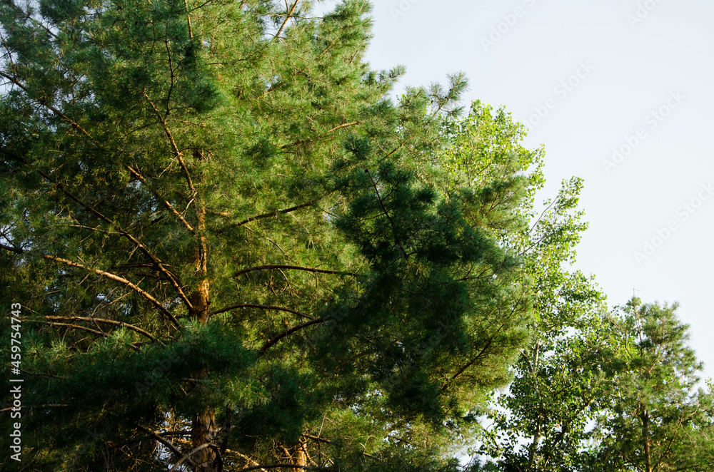 Obraz premium crown of coniferous trees, bottom view, pine forest, tree top