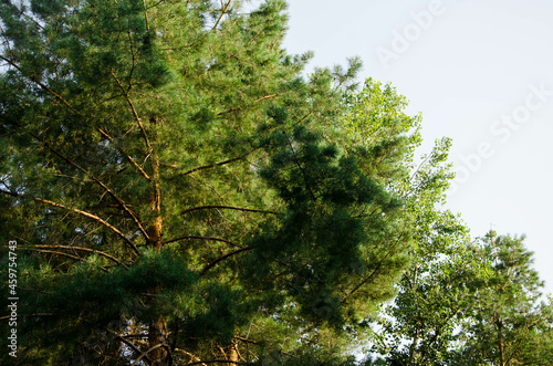 crown of coniferous trees, bottom view, pine forest, tree top