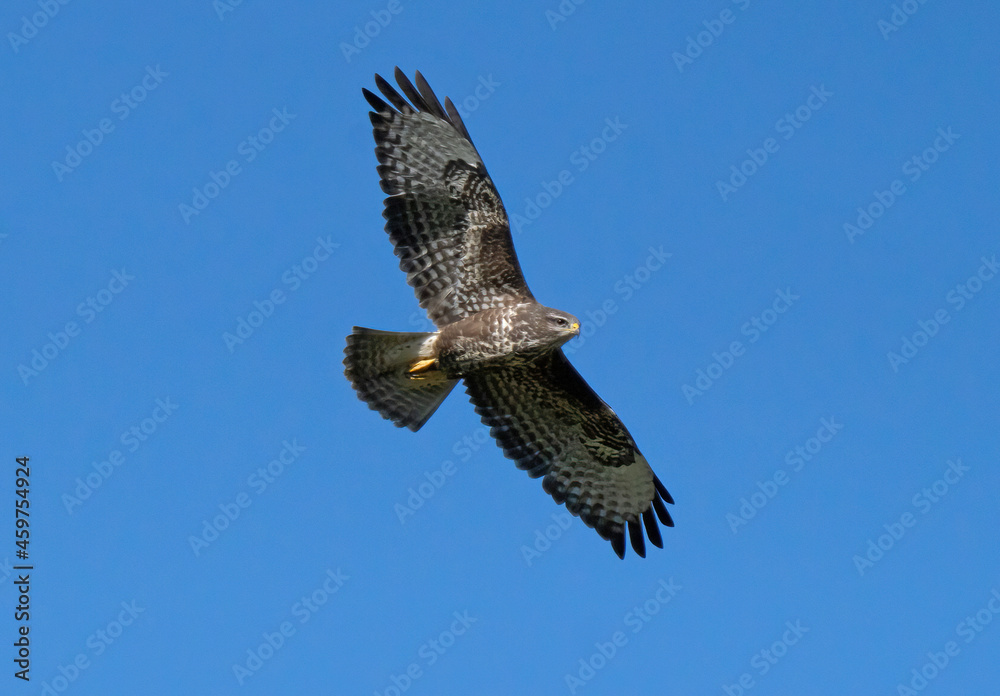 Fototapeta premium Flying buzzard against blue sky.