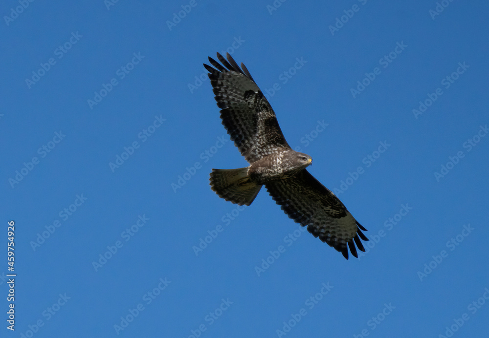 Flying buzzard against blue sky. Flying buzzard against blue sky.