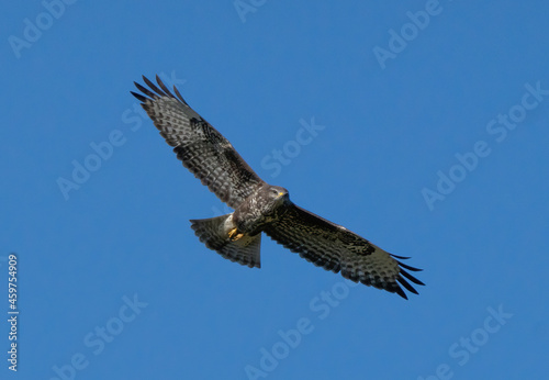 Flying buzzard against blue sky.