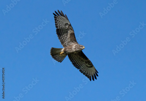 Flying buzzard against blue sky.