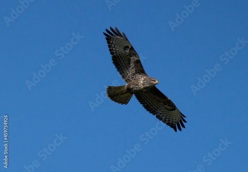 Flying buzzard against blue sky. © svenaw