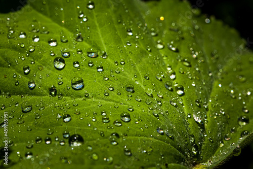 Rain drops shining on plants