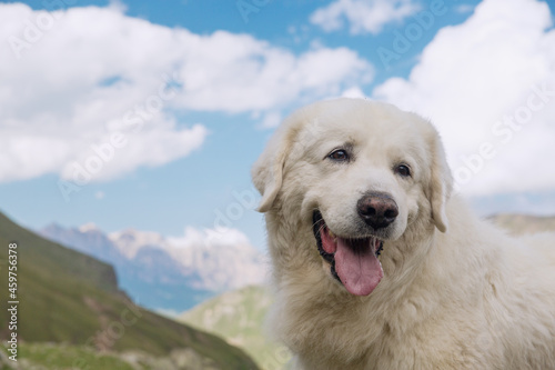 Large white dog on a background of mountains. Italian shepherd moremma.