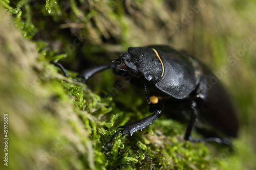 Female stag beetle on the moss
