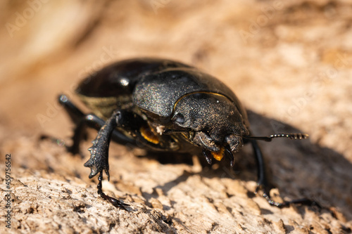 Female stag beetle on the oak tree bark