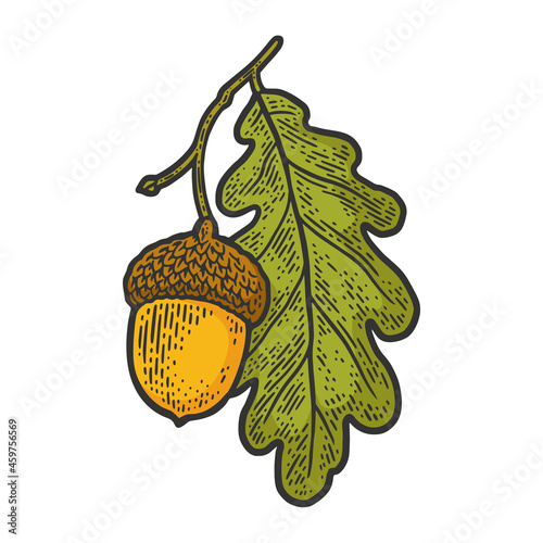 acorn with oak leaf color sketch engraving vector illustration. T-shirt apparel print design. Scratch board imitation. Black and white hand drawn image.