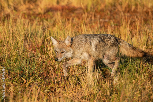 Coyote - Colorado