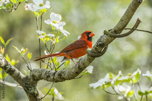 Cardinal in a flowering dogwood tree photo