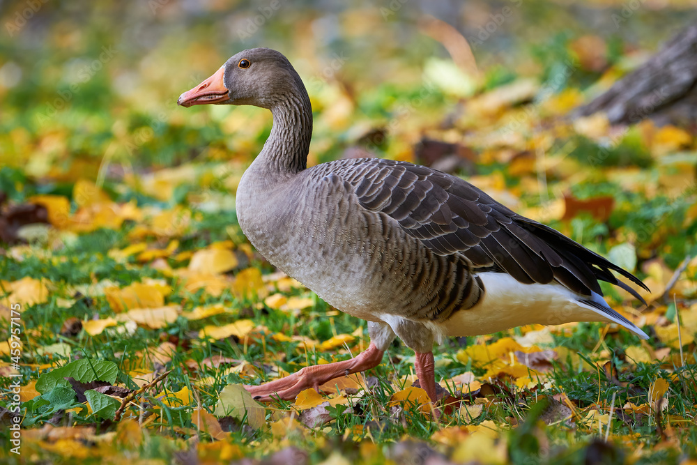 Greylag Goose on field in autumn (Anser anser) Greylag Goose on field in autumn (Anser anser)