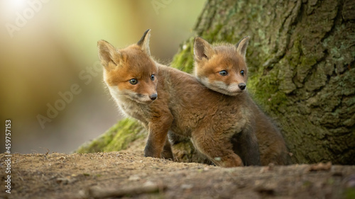 Fotografie Two little red fox, vulpes vulpes, cuddling next to tree in sunlight