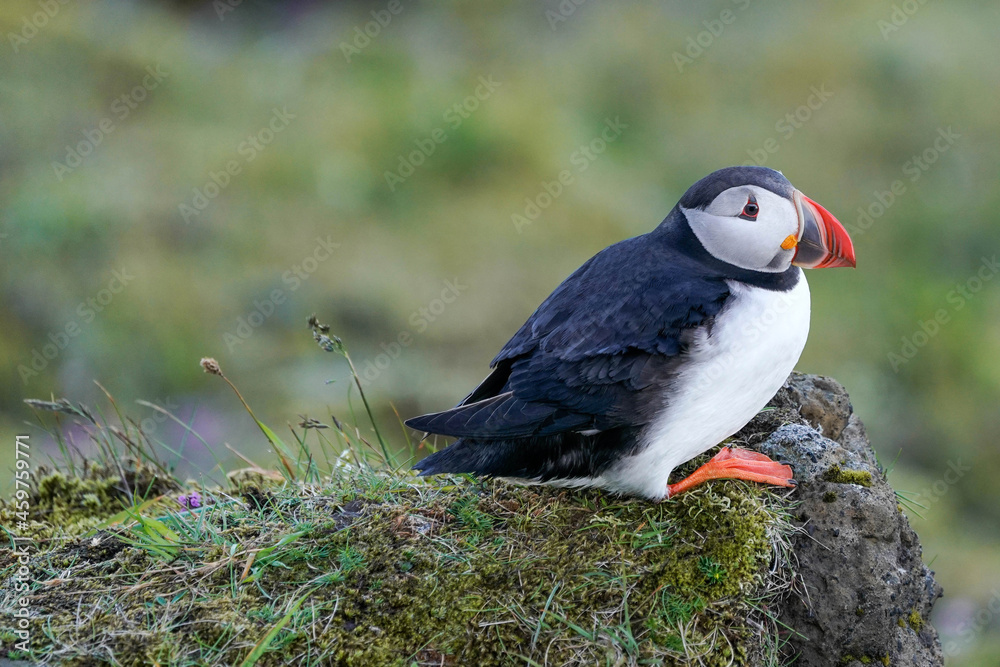 Obraz premium Atlantic Puffin Portrait