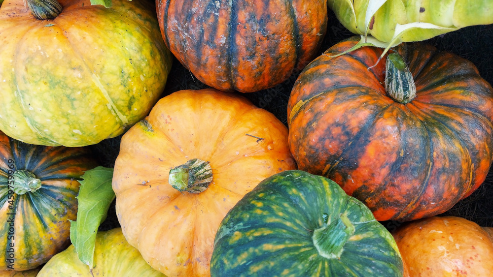 background from large multi-colored ripe pumpkins