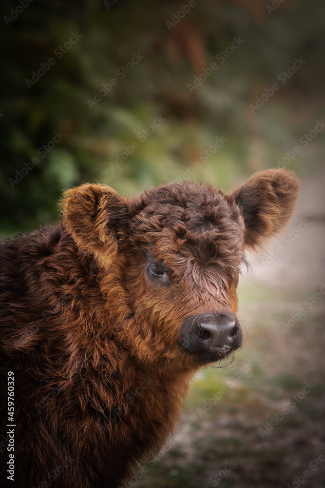 Fototapeta premium portrait of a baby cow