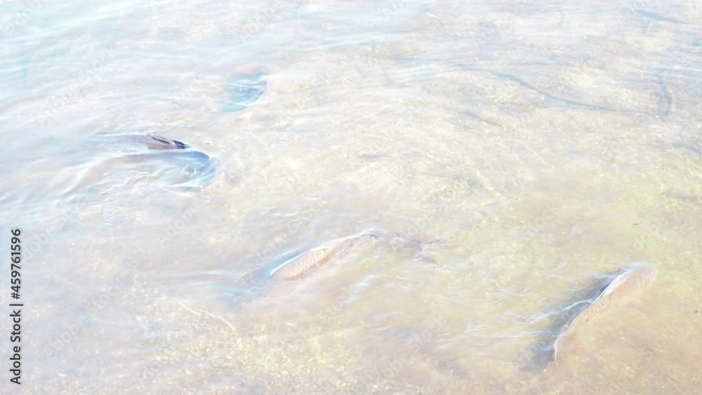 湖のほとりを泳ぐ魚 湖のほとりを泳ぐ魚