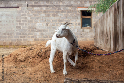 A white goat tied to a fence