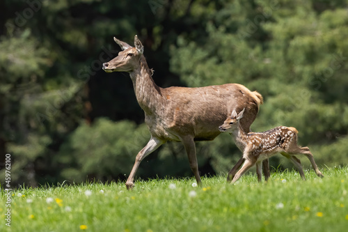 Family of red deer, cervus elaphus, moving on meadow in springtime. Mother with cub running on field with wildflowers. Hind with baby animal going on grassland.