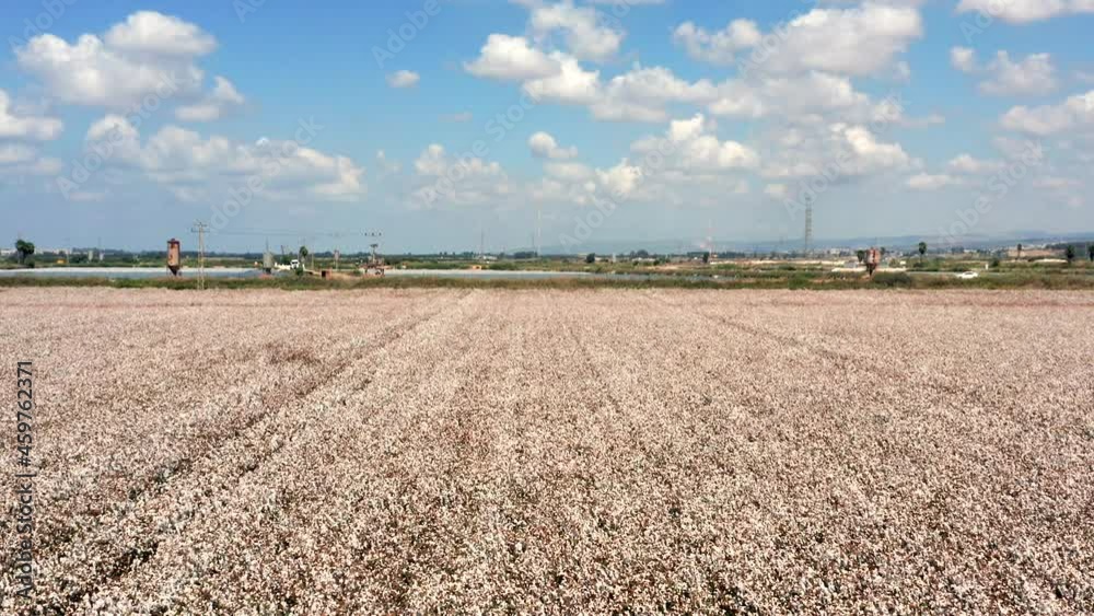 Mature Cotton field ready for picking, Aerial view.
Mature Cotton field ready for picking, Aerial view.