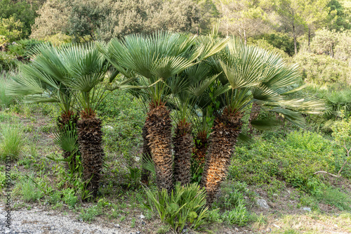 Palmito or Margalló (Chamaerops humilis) Small palm trees typical of the Mediterranean mountains. photo
