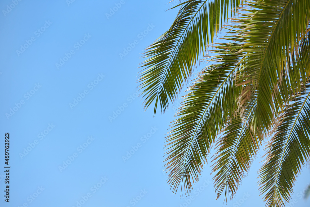 Bright branches of palm trees on blue sky with copy space