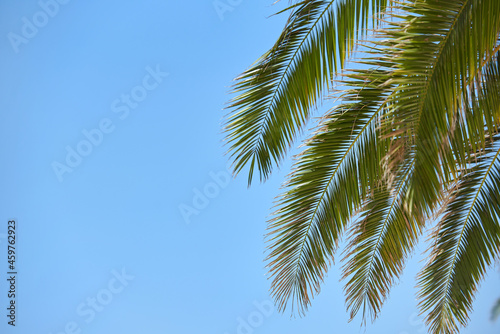 Bright branches of palm trees on blue sky with copy space