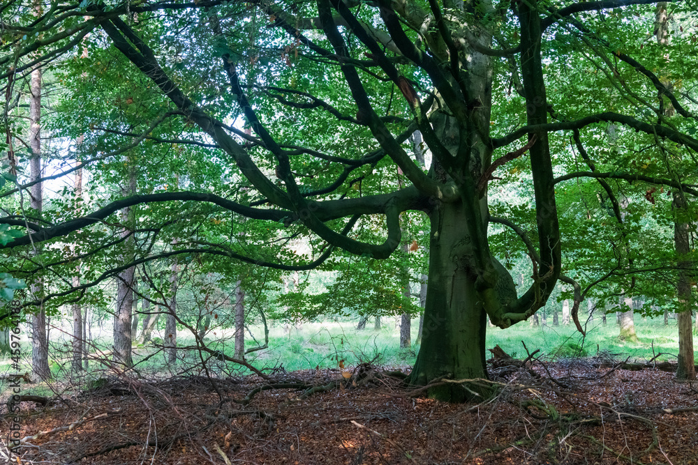 Mächtiger Baum im Nationalpark Dwingelderveld in den Niederlanden Mächtiger Baum im Nationalpark Dwingelderveld in den Niederlanden