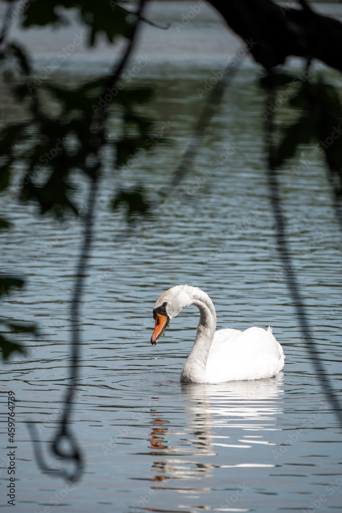 Obraz premium Swan on the Love pond, South Bohemia