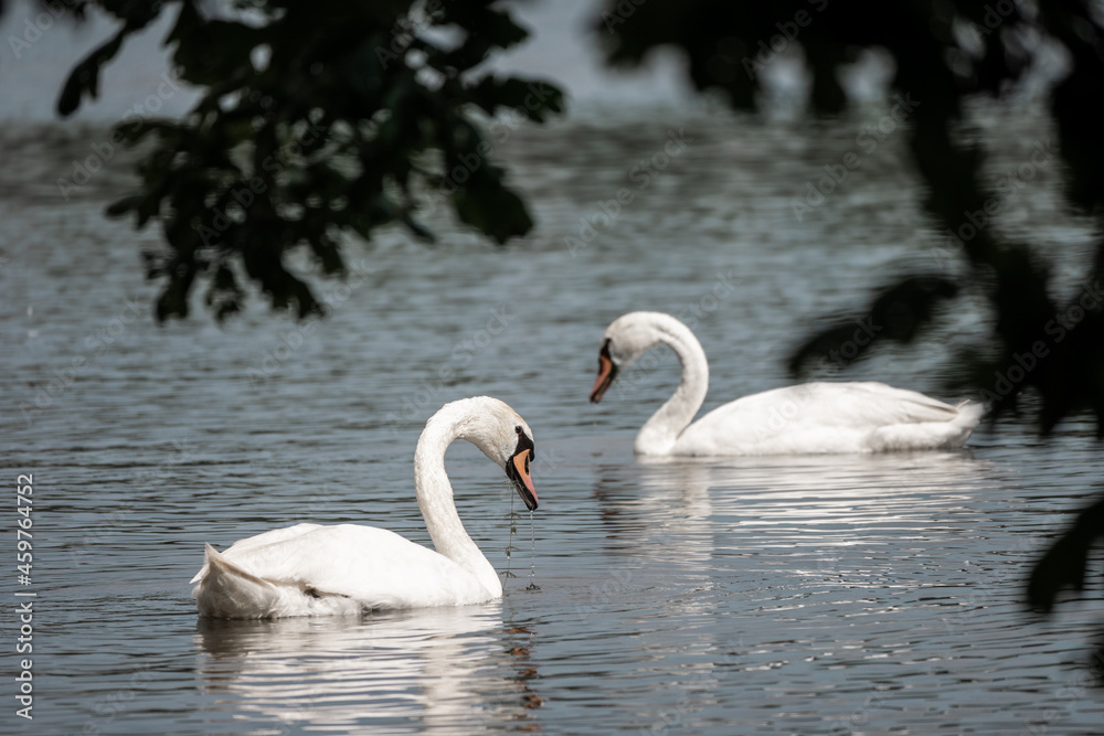 Obraz premium Swan on the Love pond, South Bohemia