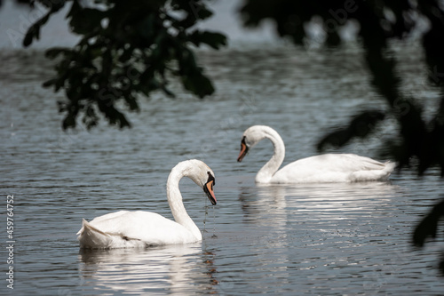 Swan on the Love pond  South Bohemia