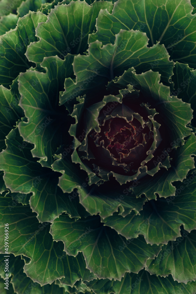 Obraz premium decorative cabbage Piglon Piglon