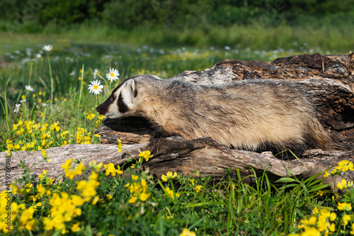 North American Badger (Taxidea taxus) Cub Walks Left Next to Log and Flowers Summer photo