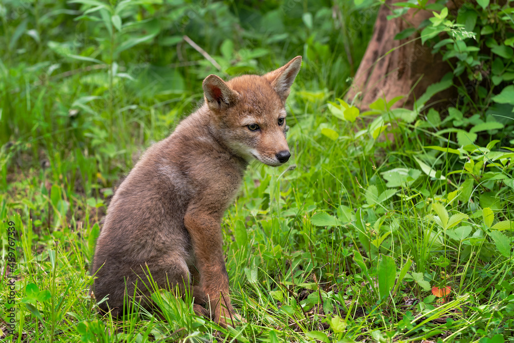 Coyote Pup (Canis latrans) Sits in Grass Facing Right Summer
