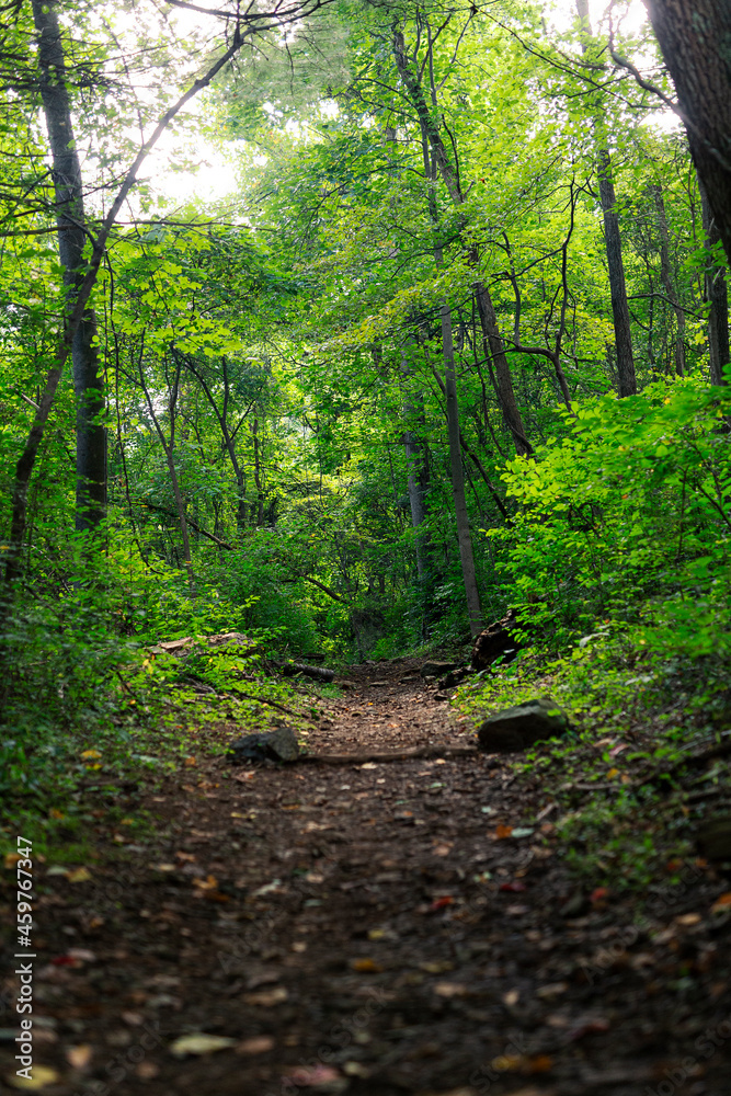 Fototapeta premium Trail Path in the Lush Green Forest Woods during Spring 