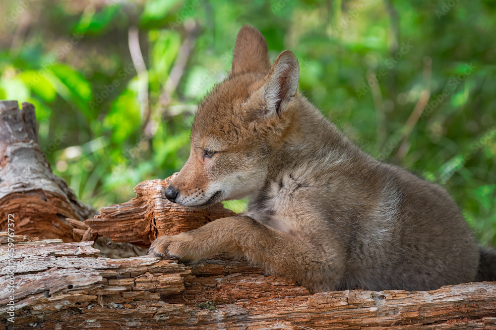 Coyote Pup (Canis latrans) Lies on Log Facing Left Ears Back Summer